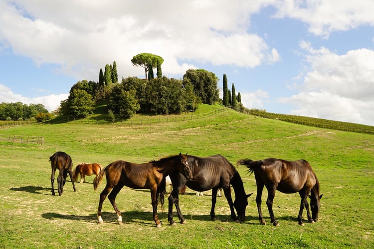 Servizi Agriturismo Mormoraia San Gimignano 06